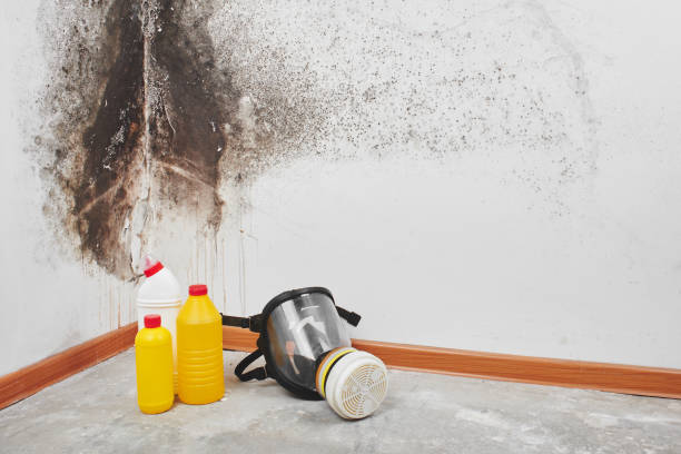Best Commercial Mold Removal  in Panama City Beach, FL