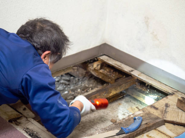 Trusted Panama City Beach, FL Mold Removal Experts