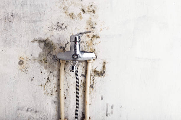Best Emergency Mold Removal  in Panama City Beach, FL