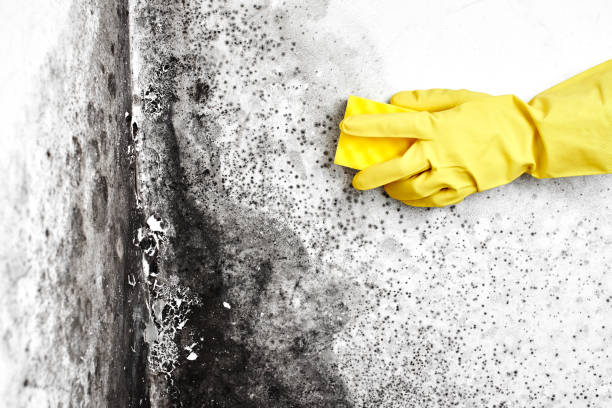 Best Toxic Mold Removal  in Panama City Beach, FL