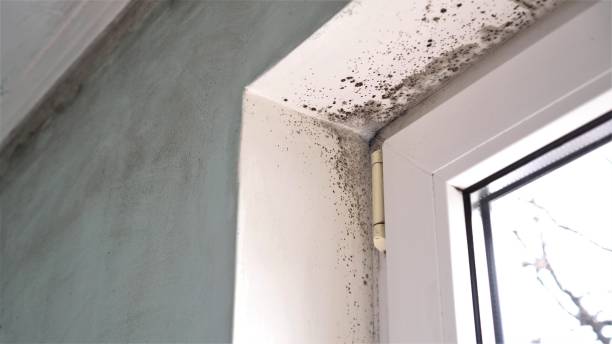 Crawl Space Mold Removal in Panama City Beach, FL