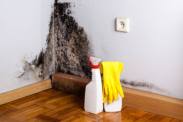 Best Certified Mold Removal  in Panama City Beach, FL