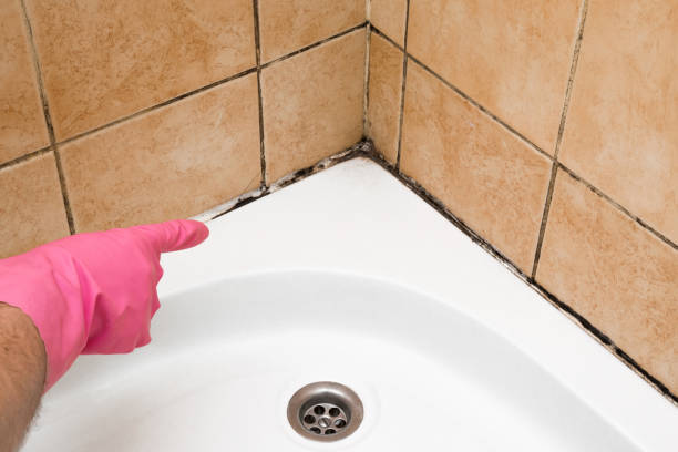 Best Mold Testing  in Panama City Beach, FL